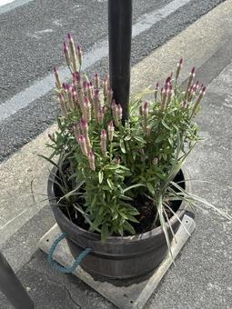 街を彩る ガーデニング 街を彩る ガーデニング 街,花,ガーデニングの写真素材
