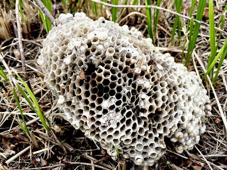 大きな蜂の巣の写真