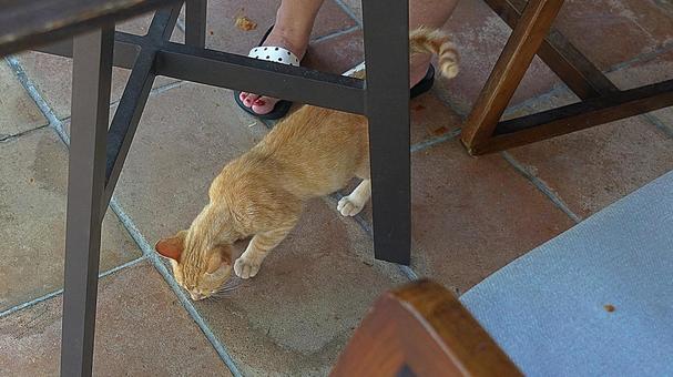 ニューカレドニア312 猫 ニューカレドニア312 猫 ニューカレドニア,イルデパン島,ルメリディアンイルデパンの写真素材