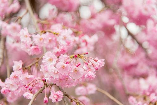 華やかな桜の写真