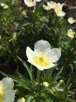 アネモネシルベストリス アネモネ,白花,北海道の写真素材