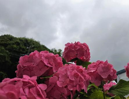 くもり空を見上げる紫陽花 くもり,曇り空,初夏の写真素材