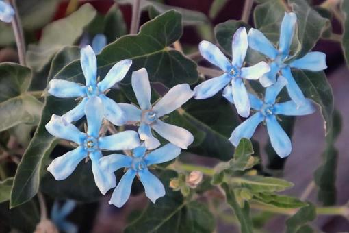 トゥイーディアの写真