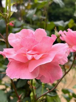 Photo, rose, gardening, cultivation, 