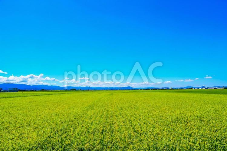 日本の田園風景と青空 田園,田園風景,田舎の写真素材