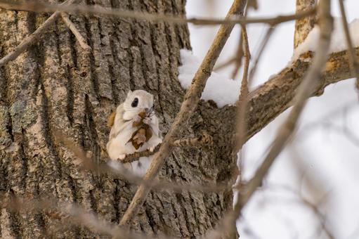 冬の木の実を頬張るエゾモモンガ エゾモモンガ,モモンガ,北海道の写真素材