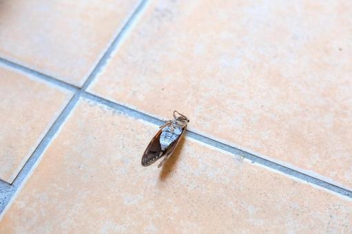 Photo, semi, cicada, insect, 