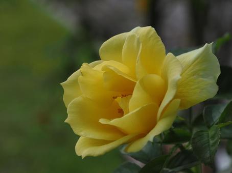 バラ園に咲く黄色い薔薇を撮りました バラ園に咲く黄色い薔薇を撮りましたの写真