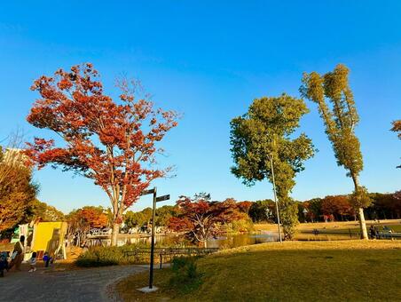 秋の多摩中央公園とブルースカイ 青空,空,ブルースカイの写真素材