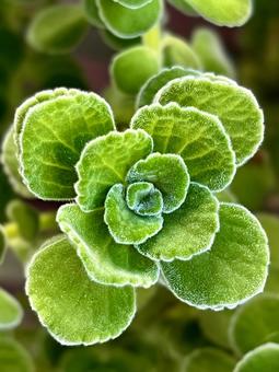 植物 植物 の写真