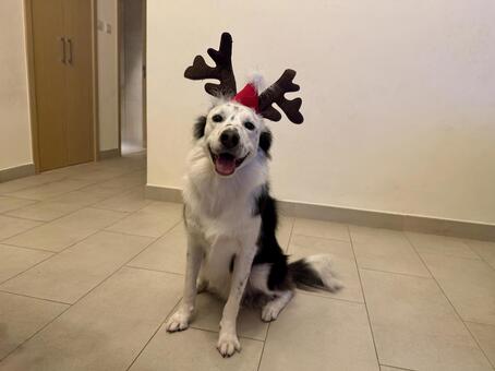 愛犬とクリスマス 犬,クリスマス,可愛いの写真素材