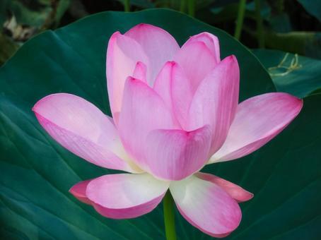 水元公園の「蓮の花」 水元公園の「蓮の花」の写真