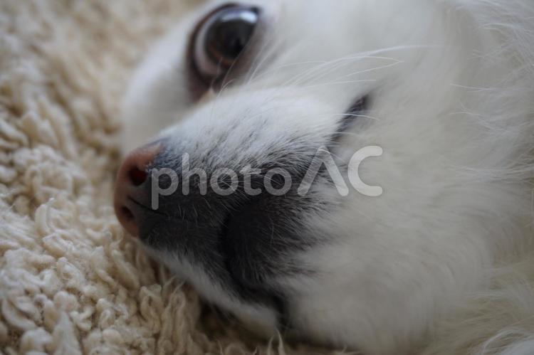 小型犬(チワワ) 犬,子犬,動物の写真素材