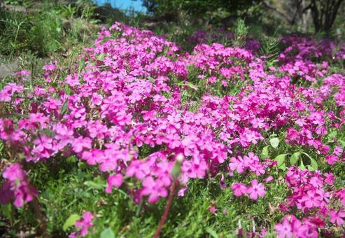 ピンクの芝桜 青空,晴天,なごむの写真素材