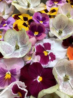 花　優しいイメージの写真