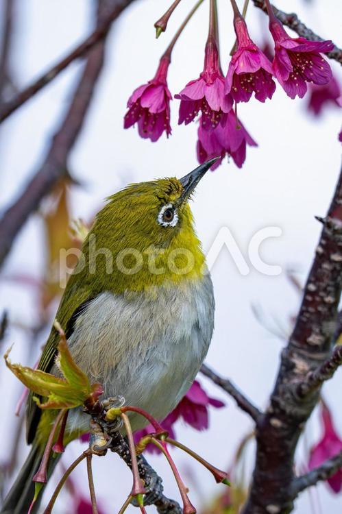 寒緋桜とメジロ 野鳥,鳥,自然の写真素材
