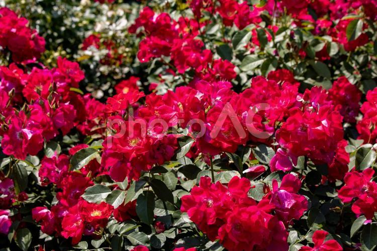 薔薇（ファッショニスタ） 薔薇,バラ,ファッショニスタの写真素材