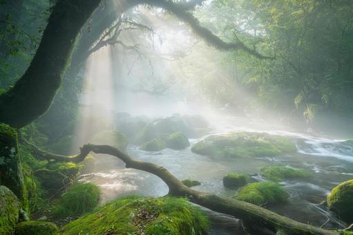 熊本-【菊池渓谷の光芒】の写真