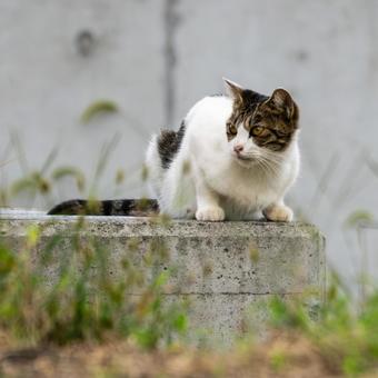 猫(257) 猫(257)の写真