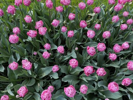 キューケンホフ公園 キューケンホフ,チューリップ,アムステルダムの写真素材