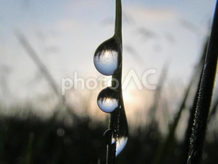水滴と緑の葉と朝日（Water drops） 水滴,すいてき,しずくの写真素材