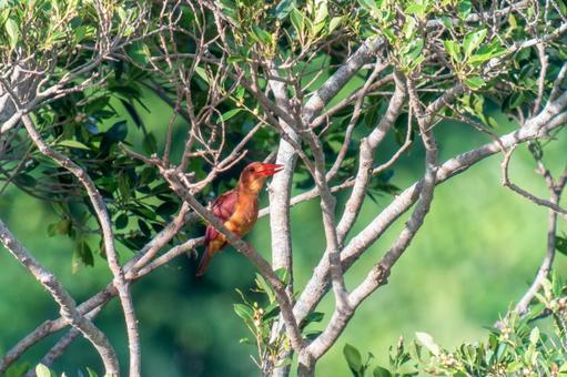リュウキュウアカショウビン リュウキュウアカショウビンの写真