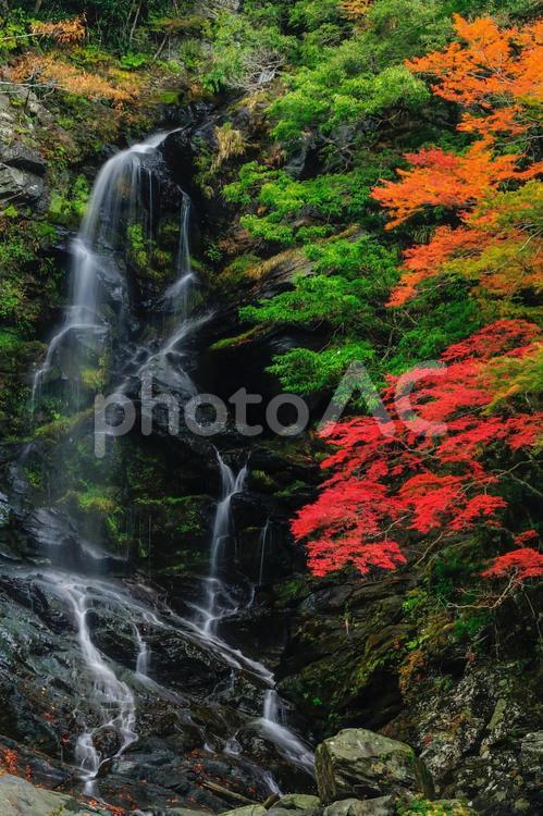 高知の深山！絶景・翁の滝の紅葉 秋,紅葉,赤の写真素材