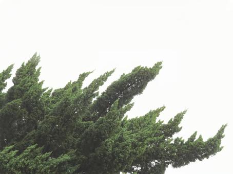 カイヅカイブキ カイヅカイブキの写真