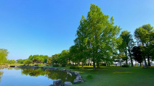 朝の北部公園(金沢市):12 朝の北部公園(金沢市):12 公園,春,夏の写真素材
