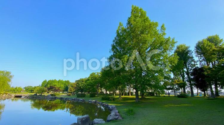 朝の北部公園（金沢市）：12 公園,春,夏の写真素材