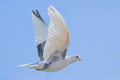 羽搏き飛行する白い鳩（カワラバト） カワラバト,河原鳩,ドバトの写真素材