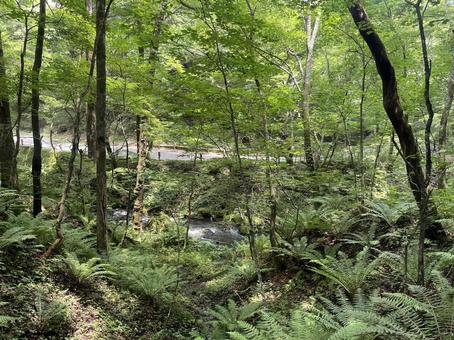 Karuizawa, JPG