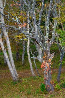 秋の落葉樹林 紅葉,白樺,秋の写真素材