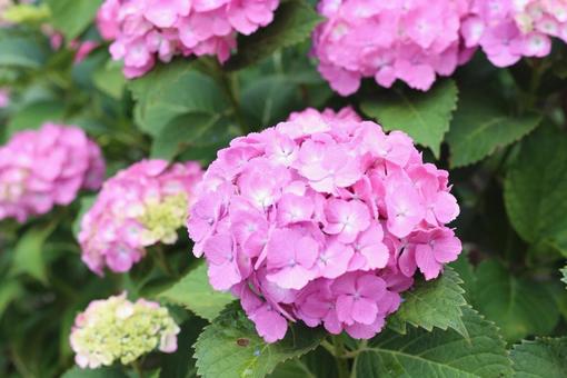 紫陽花ピンク 紫陽花ピンク 可愛い,かわいい,女性らしいの写真素材