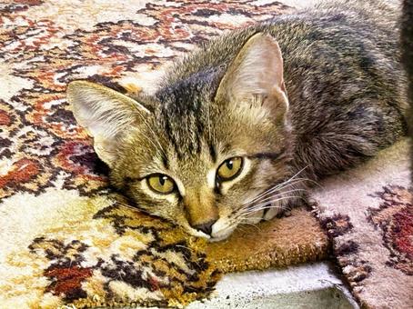 可愛い子猫 可愛い子猫 サバトラ猫,子猫,ノラ猫の写真素材