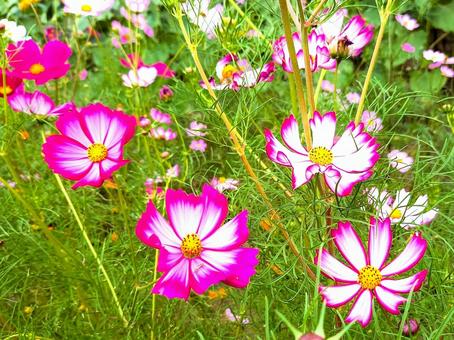 Cosmos, JPG
