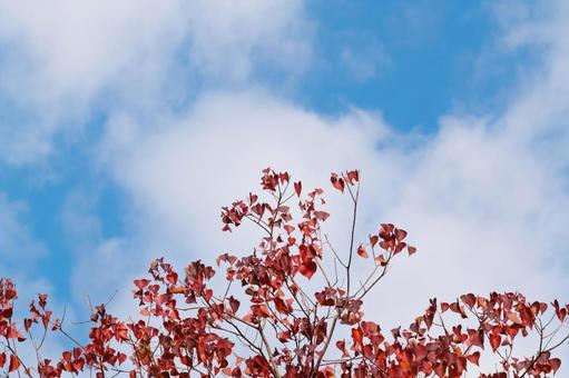 ナンキンハゼ 紅葉,ナンキンハゼ,葉の写真素材