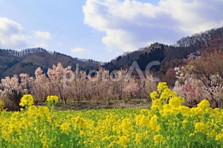 旅行や春のイメージ 春,桜,さくらの写真素材