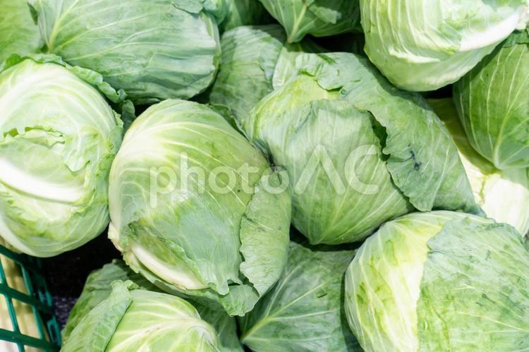 お店で販売されている新鮮なキャベツの写真 キャベツ,野菜,農業の写真素材