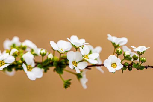White Spiraea, JPG White Spiraea, JPG