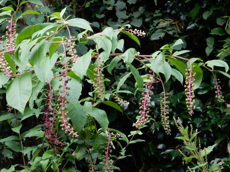 【植物写真】ヨウシュヤマゴボウ 【植物写真】ヨウシュヤマゴボウの写真