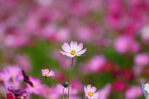 コスモス畑 コスモス,こすもす,こすもす畑の写真素材