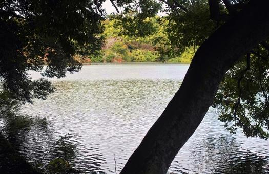 湖面を渡る初秋の風　一碧湖 湖面,初秋,さざ波の写真素材