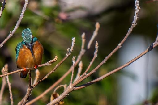 枝にとまるカワセミ・コピースペース カワセミ,野鳥,鳥の写真素材