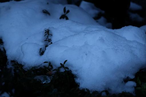 雪 雪の写真