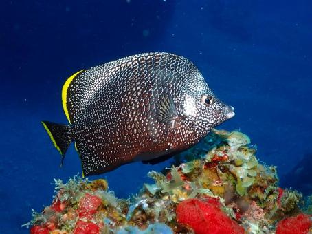 ユウゼン ユウゼン ユウゼン,魚,小笠原の写真素材