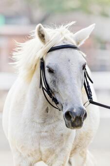 白馬 白馬,馬,楽園の写真素材