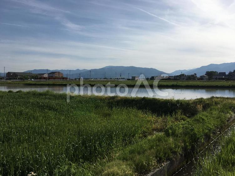 信州安曇野 水田,田んぼ,信州の写真素材