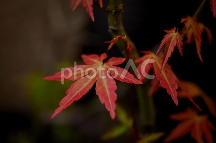 ＜素材＞葉焼けした春のモミジのミニ盆栽 風景,景色,紅葉の写真素材