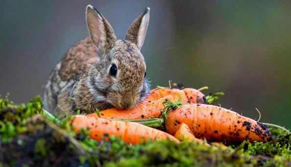 ニンジンを食べるうさぎの写真